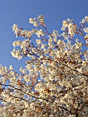 AMELANCHIER X GRANDIFLORA