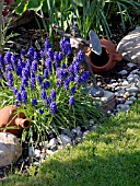 MUSCARI ARMENIACUM