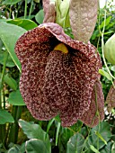 ARISTOLOCHIA GRANDIFLORA