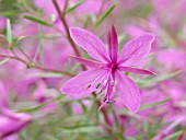 EPILOBIUM FLEISCHERI