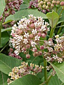 ASCLEPIAS INCARNATA