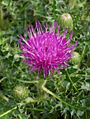 CIRSIUM ACAULE