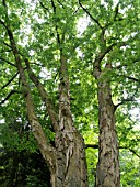 ZELKOVA SERRATA