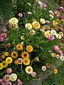 HELICHRYSUM BRACTEATUM