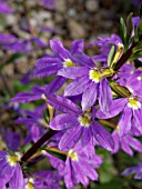 SCAEVOLA SALIGNA