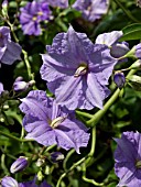 SOLANUM WENDLANDII