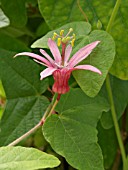 PASSIFLORA SANGUINOLENTA