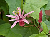 PASSIFLORA SANGUINOLENTA