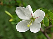 BAUHINIA NATALENSIS