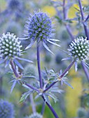 ERYNGIUM ALPINUM BLUE STAR, SEA HOLLY