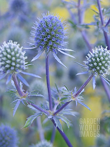 ERYNGIUM_ALPINUM_BLUE_STAR_SEA_HOLLY