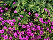 GERANIUM SANGUINEUM VAR. STRIATUM