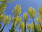 VERBASCUM OLYMPICUM