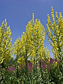 VERBASCUM OLYMPICUM