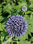 ECHINOPS RITRO