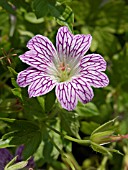 GERANIUM VERSICOLOR
