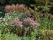 ASTER IN MIXED AUTUMN BORDER