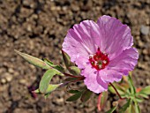 CLARKIA AMOENA