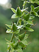 DIGITALIS PURPUREA SEEDHEADS