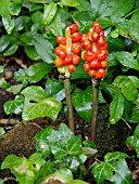 ARUM MACULATUM