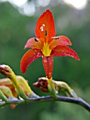 CROCOSMIA MASONIORUM