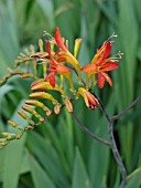 CROCOSMIA MASONIORUM