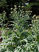 CYNARA SCOLYMUS, ARTICHOKE