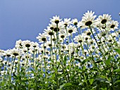 LEUCANTHEMUM MAXIMUM