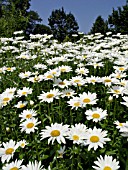 LEUCANTHEMUM MAXIMUM