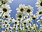 LEUCANTHEMUM MAXIMUM