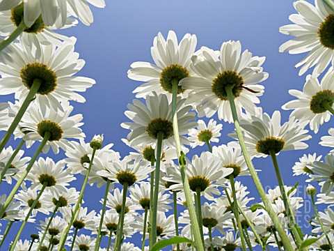 LEUCANTHEMUM_MAXIMUM