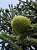 ARAUCARIA ARAUCANA