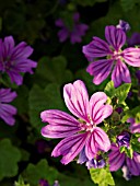 MALVA SYLVESTRIS