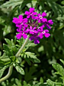 VERBENA ELEGANS VAR. ASPERATA,