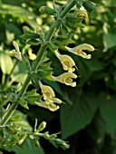 SALVIA NUBICOLA, SAGE