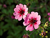 POTENTILLA NEPALENSIS, NEPAL CINQUEFOIL