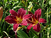 HEMEROCALLIS ARRIBA