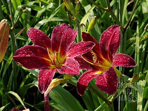 HEMEROCALLIS_ARRIBA