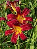 HEMEROCALLIS MABEL FULLER