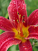 HEMEROCALLIS BESS ROSS