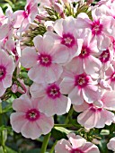 PHLOX PANICULATA WENN SCHON DENN SCHON