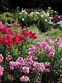 PHLOX PANICULATA