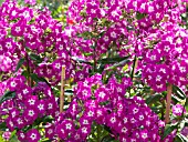 PHLOX PANICULATA WENN SCHON DENN SCHON