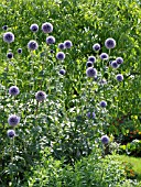 ECHINOPS SPHAEROCEPHALUS