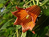 CANARINA CANARIENSIS, CANARY ISLAND BELLFLOWER