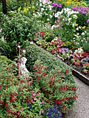 FUCHSIA WITH ANNUAL SUMMER FLOWERS