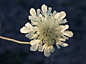 SCABIOSA OCHROLEUCA