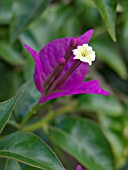 BOUGAINVILLEA GLABRA SANDERIANA