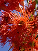 CORYMBIA FICIFOLIA, RED FLOWERING GUM