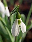 GALANTHUS ELWESII, GIANT SNOWDROP